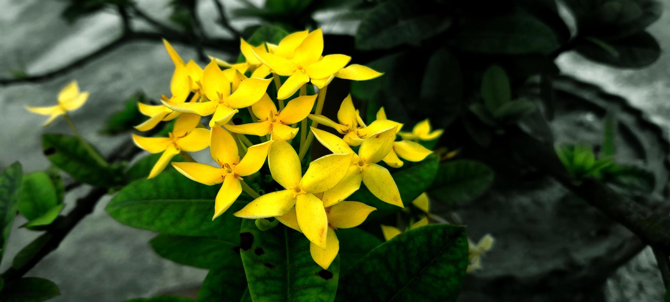 fiore di geranio della giungla di ixora foto