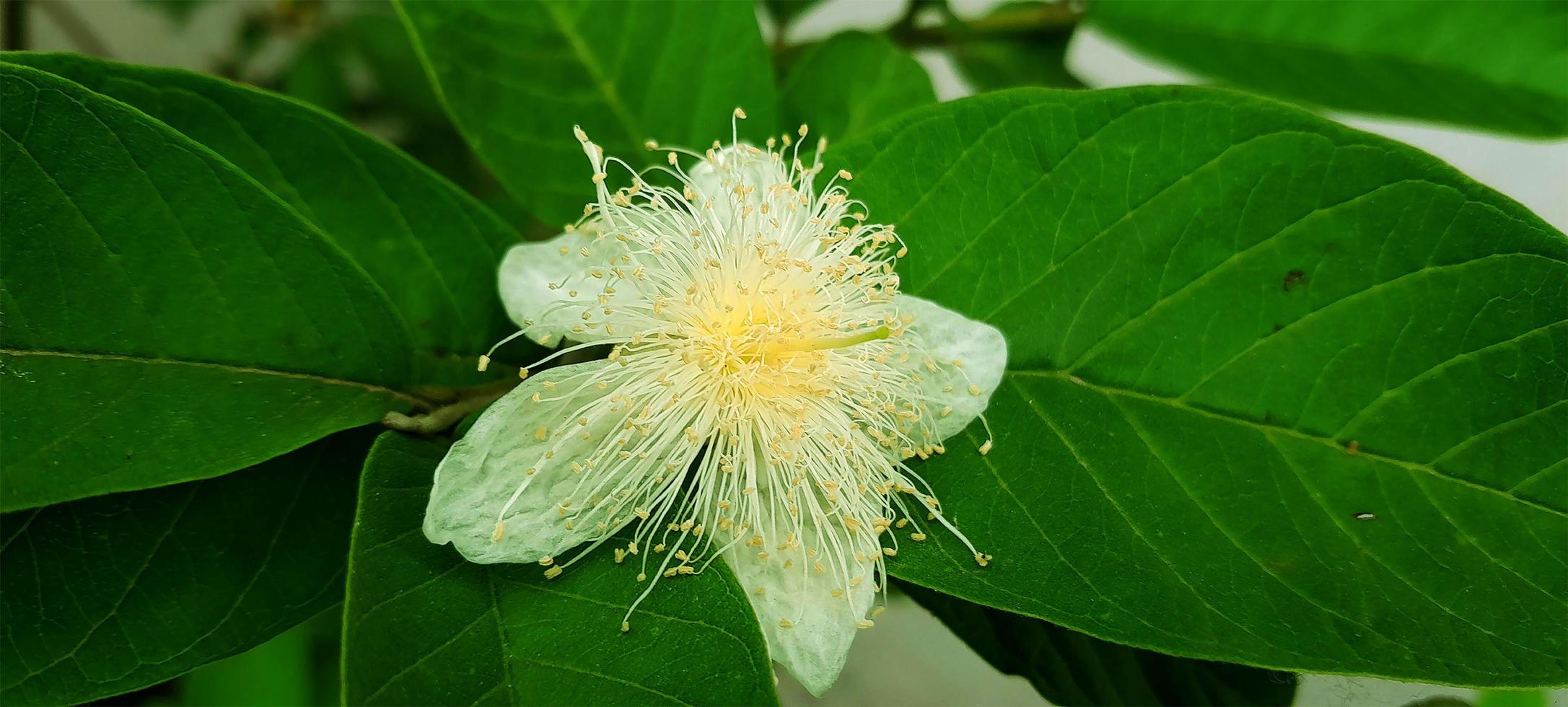 fiori di guava foto