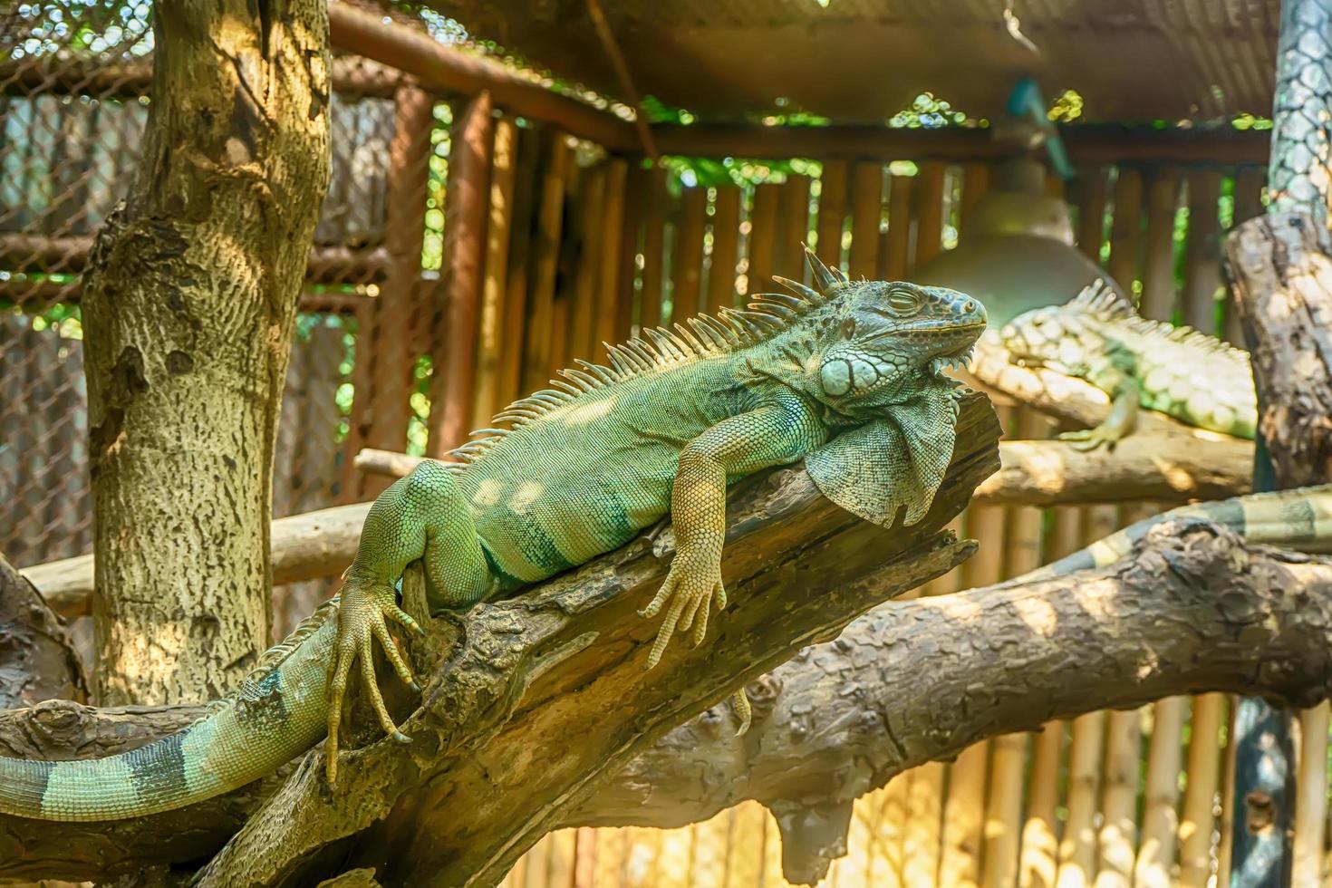 iguana verde sull'albero foto