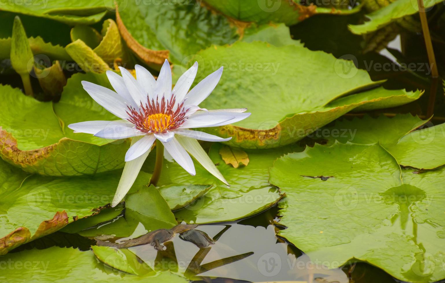 loto bianco che fiorisce bei fiori nel parco acquatico chathuchack thailandia. foto