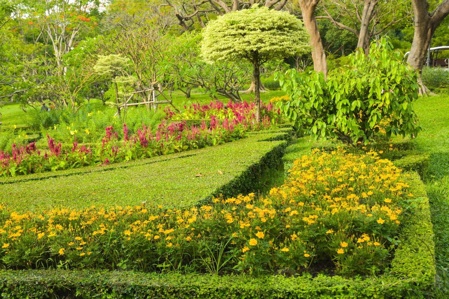 le margherite gialle fioriscono e decorano nel parco di chatuchak, bangkok, tailandia. foto