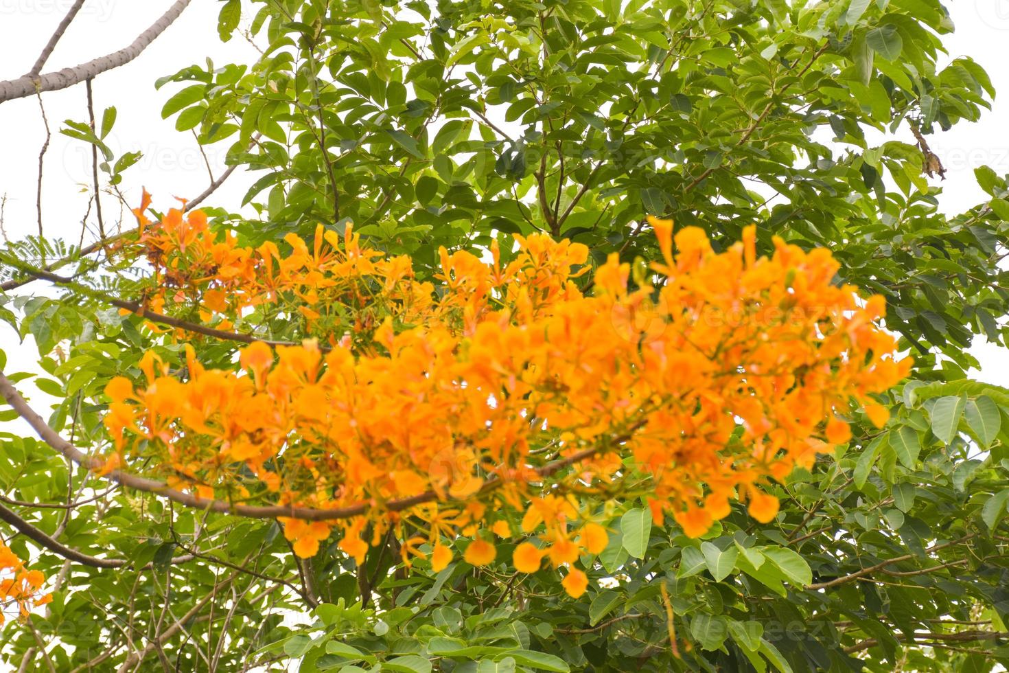 fiori e alberi di pavone arancioni nel parco di chatuchak, bangkok, tailandia, naturalmente belli. foto