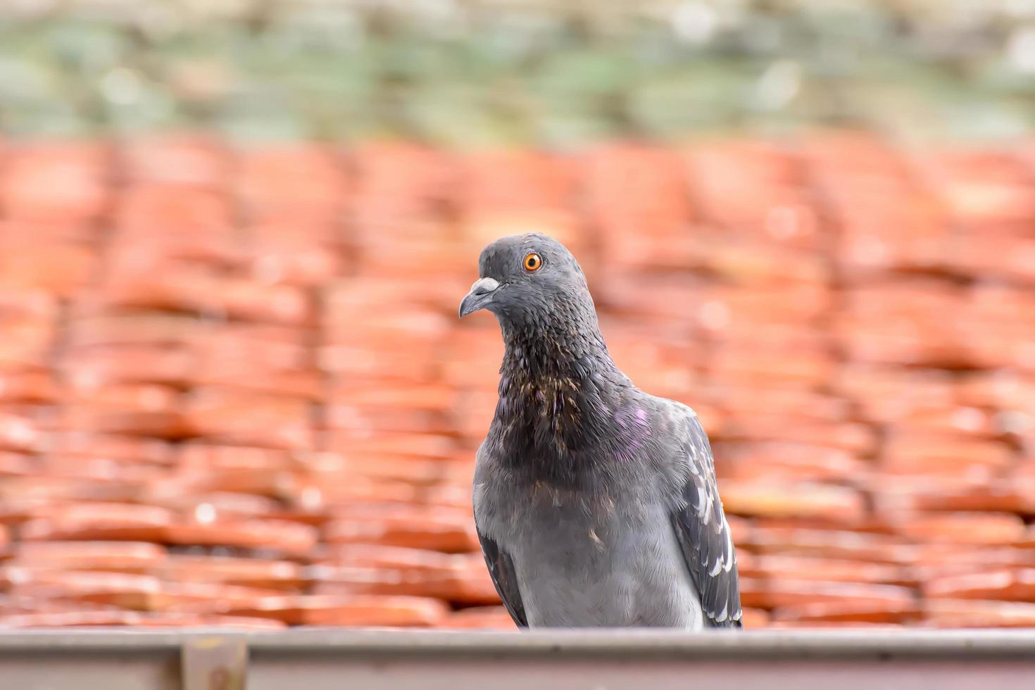 piccione sulle tegole foto