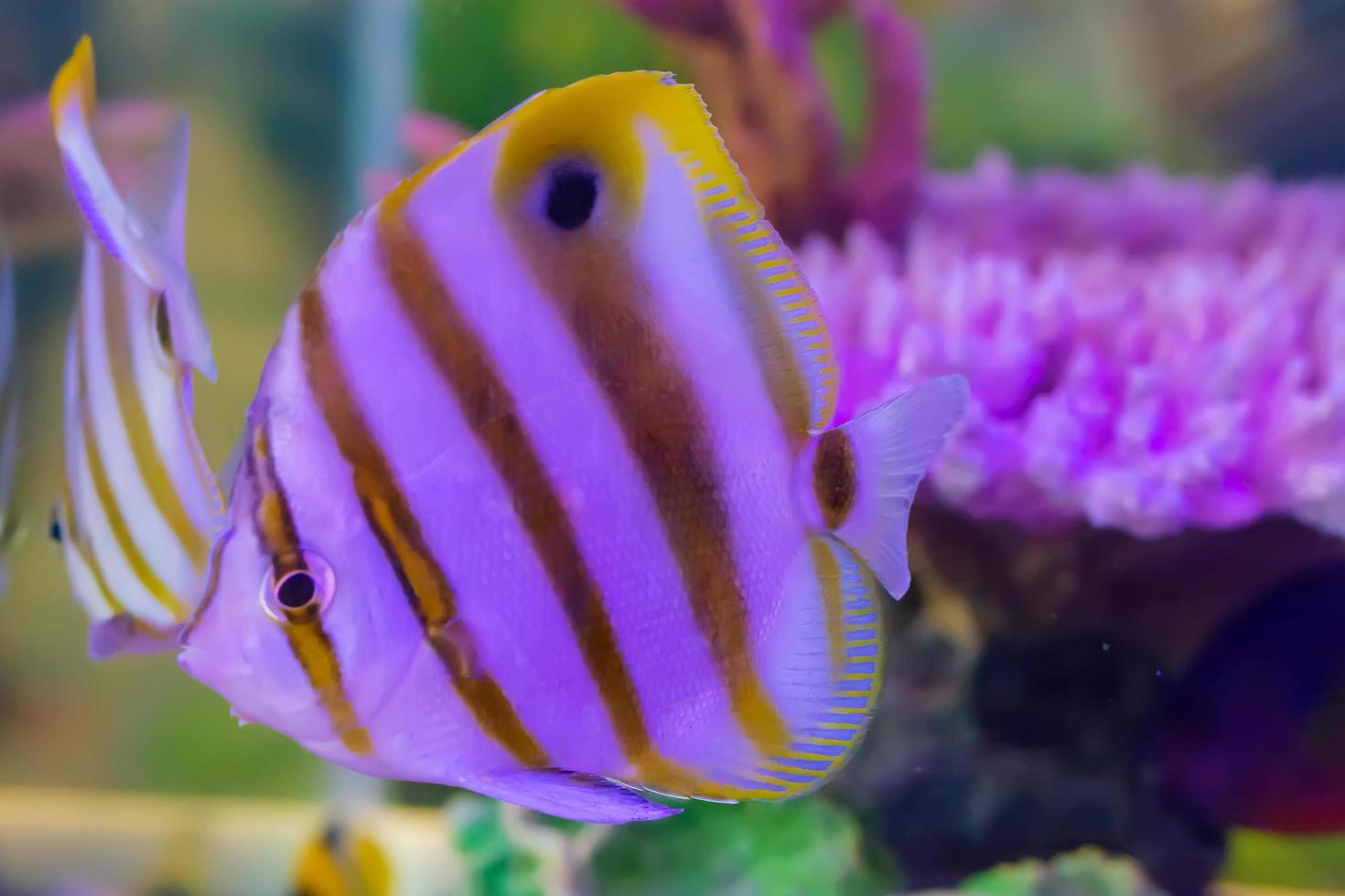 i pesci marini sono colore del mare. foto