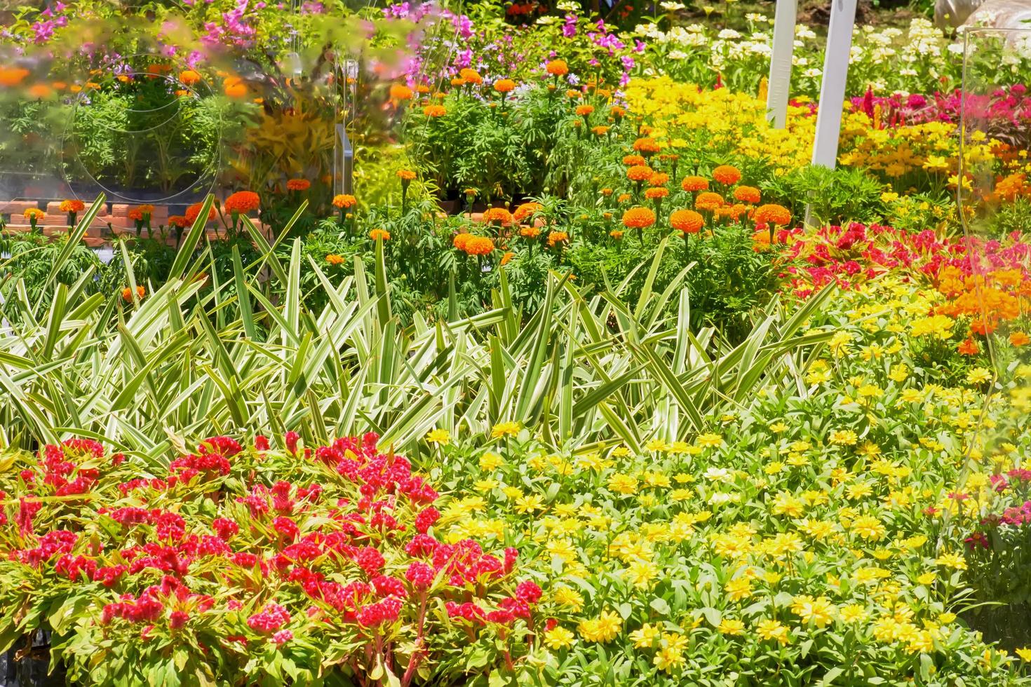 i fiori sono belli e rinfrescanti foto