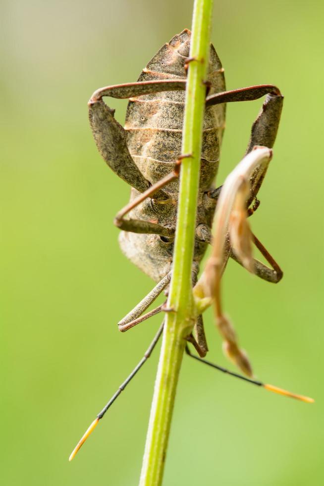 l'insetto sul ramo su uno sfondo di natura. foto