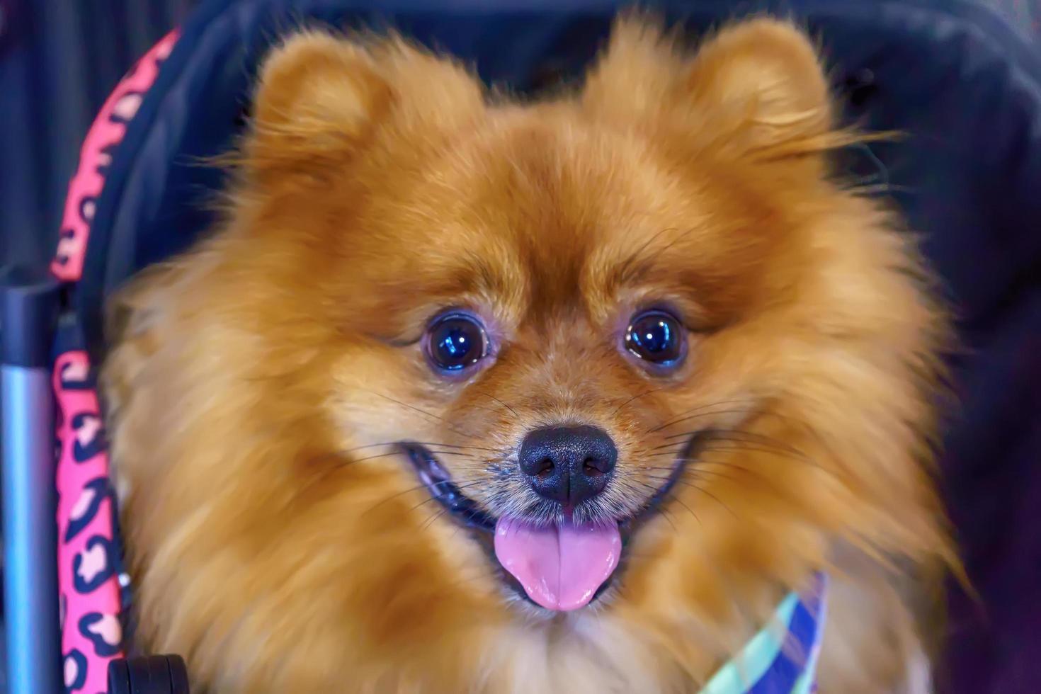 cane seduto su una sedia a rotelle foto