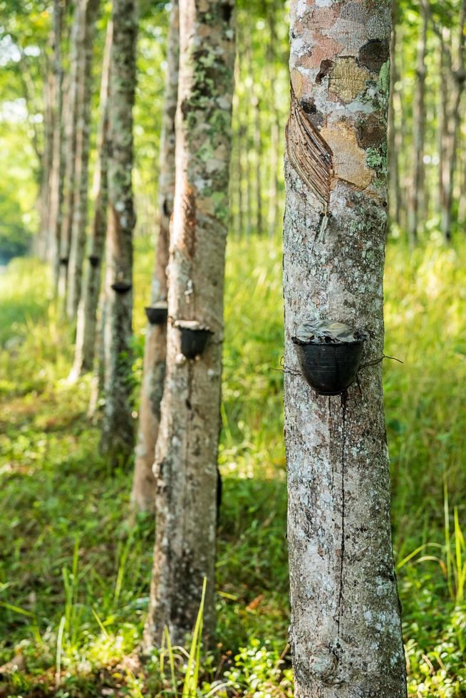 piantagione di alberi della gomma. foto