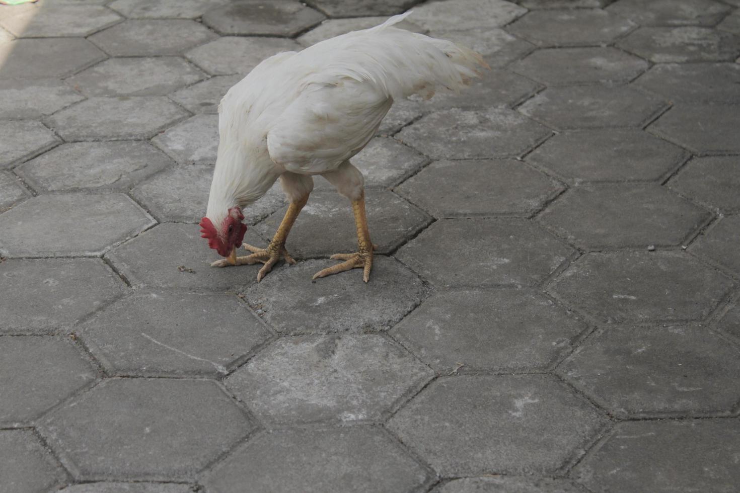 foto di sfondo del gallo bianco in cerca di cibo