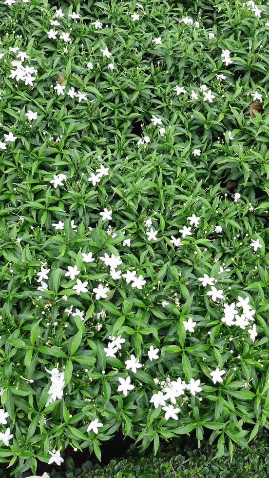 fiore bianco con pianta a foglia verde cespuglio foto naturale