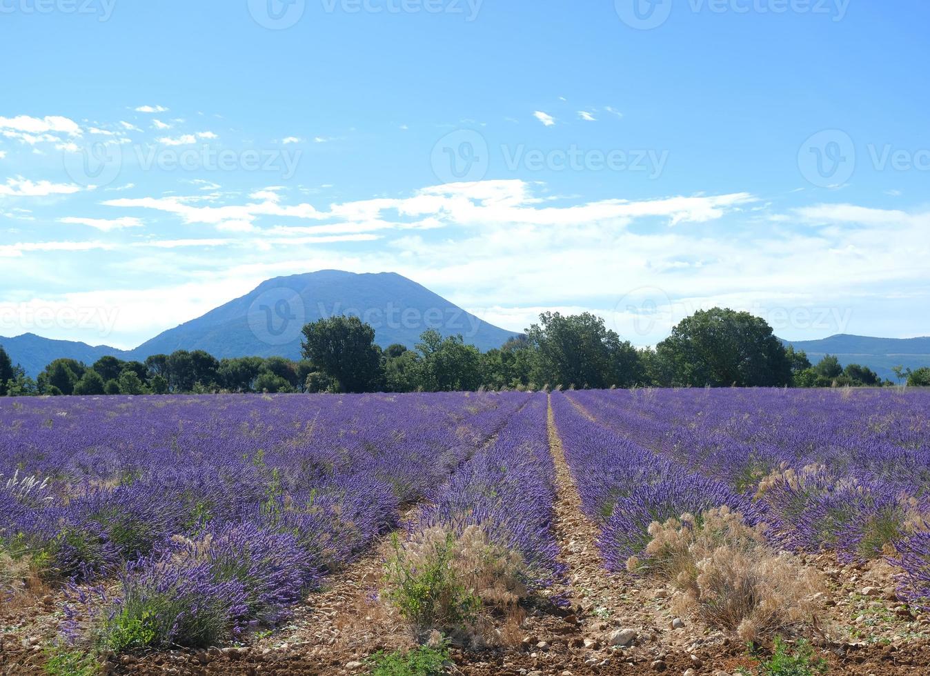 panorama soleggiato della provenza francese in fiore campo di lavanda scenario pittoresco senza persone in una soleggiata giornata estiva sulle montagne delle alpi, vacanze estive sfondo floreale foto