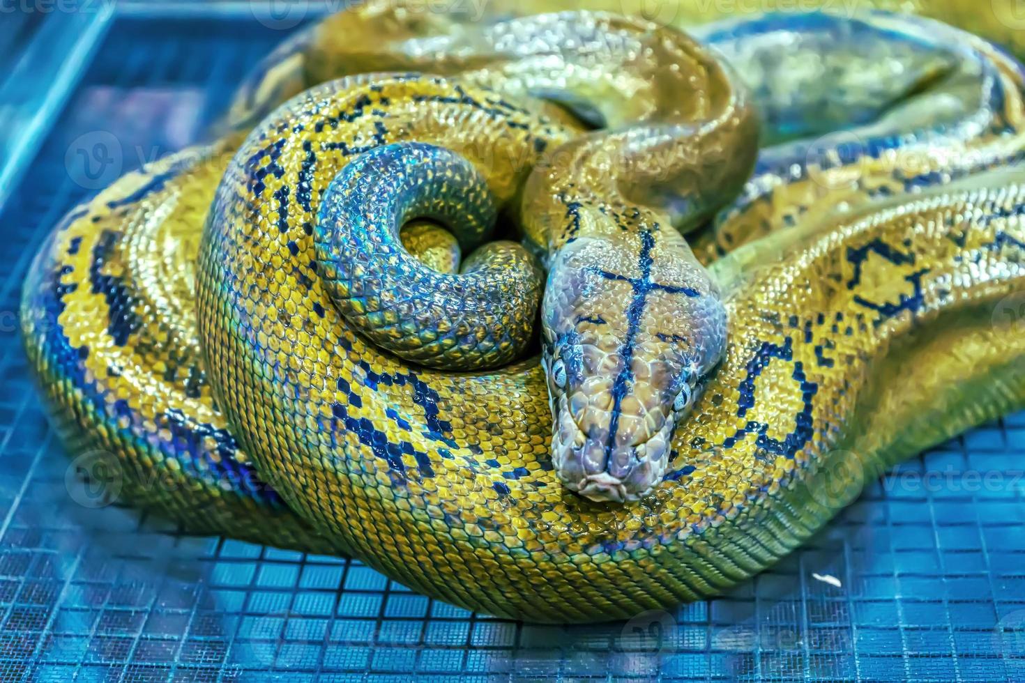 il serpente è un animale domestico foto