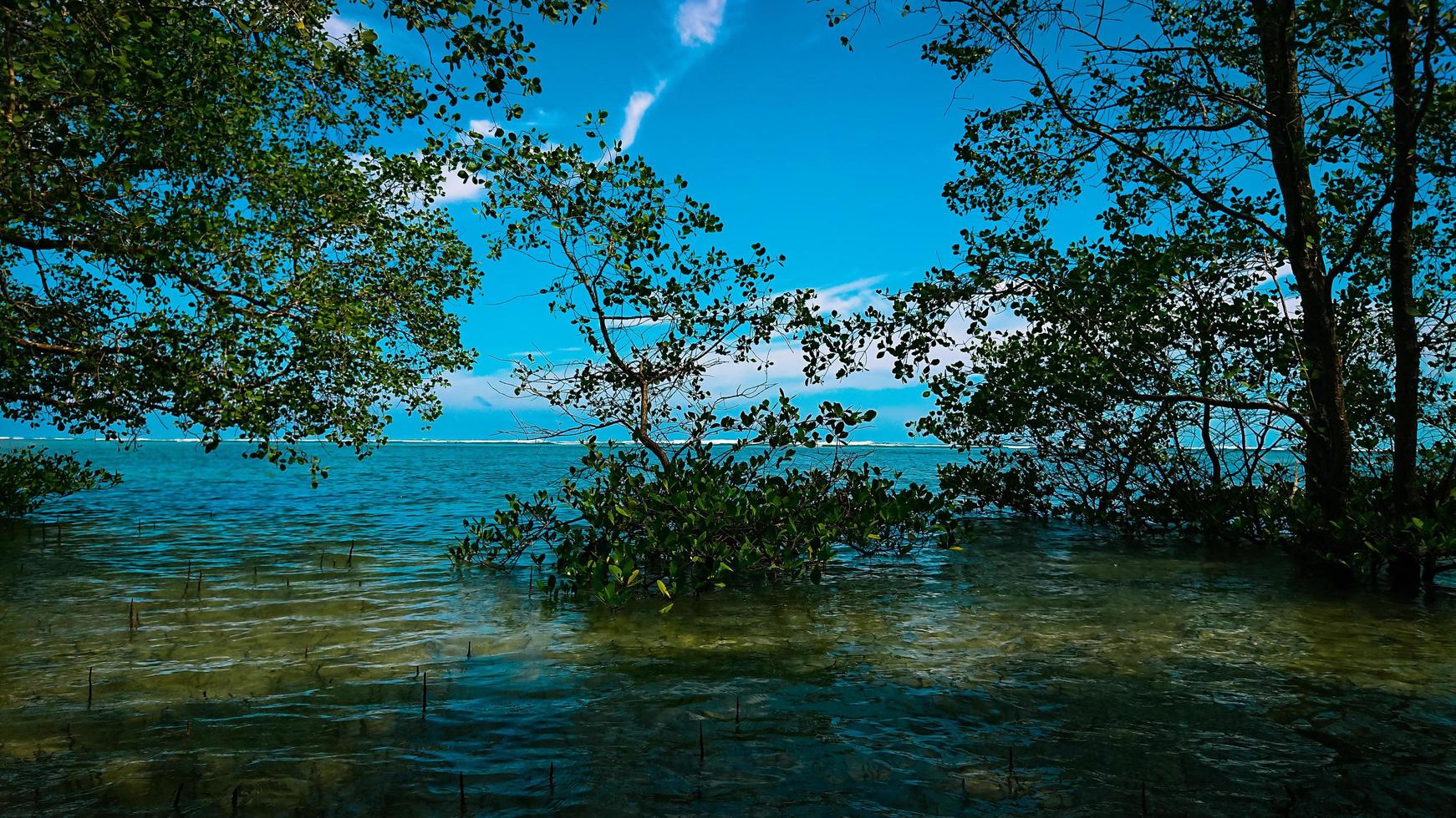 albero di mangrovie sulla spiaggia foto