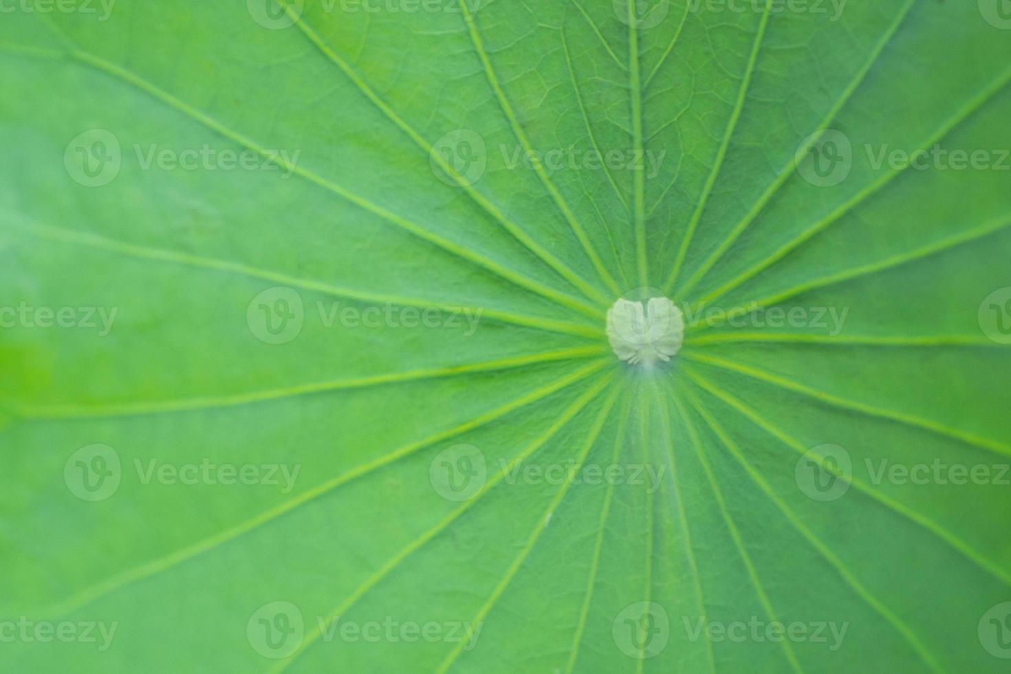 primo piano della grande foglia di loto verde fresca foto