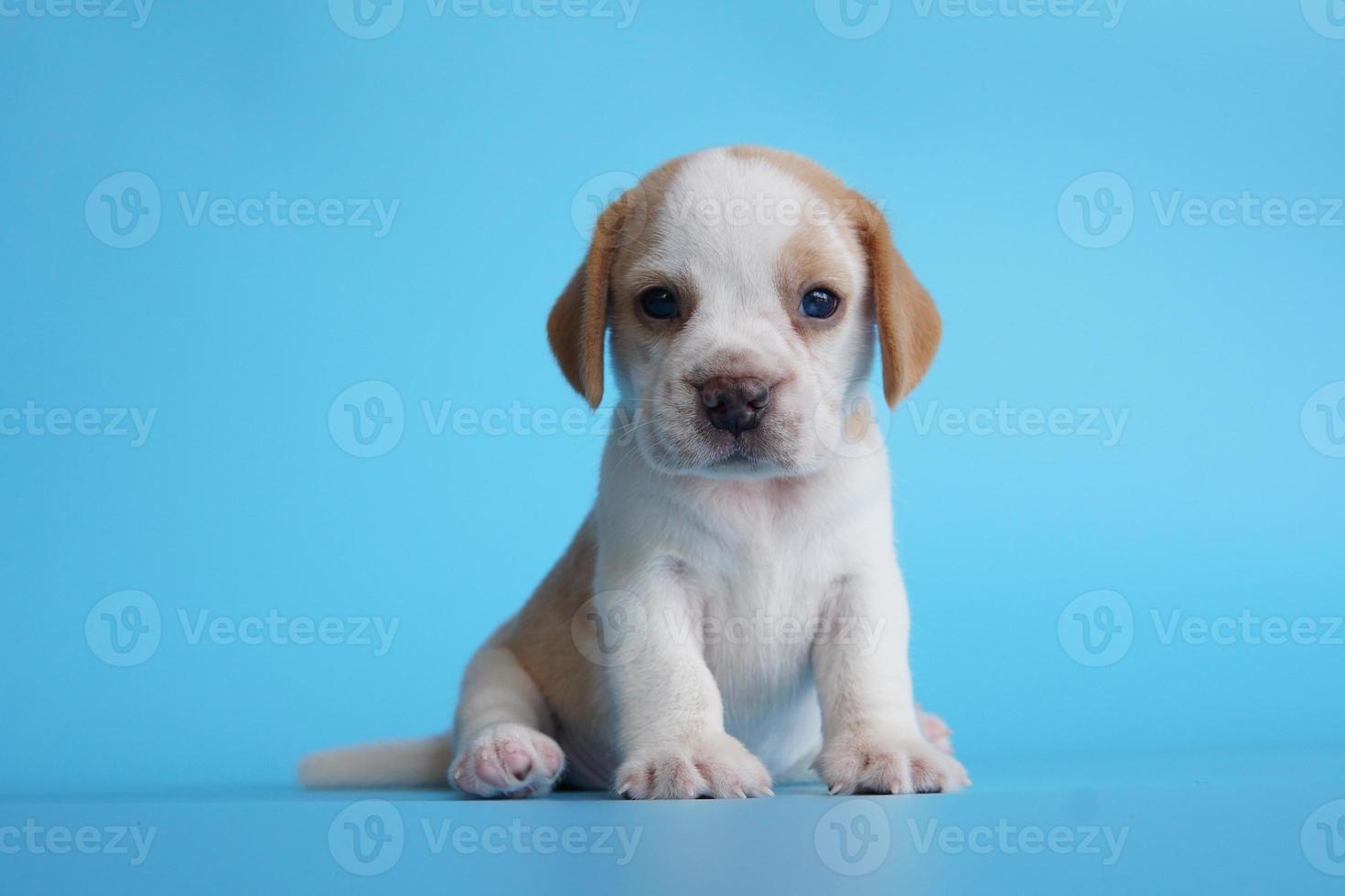 adorabile beagle su sfondo blu. i beagle sono usati in una serie di procedure di ricerca. l'aspetto generale del beagle ricorda un foxhound in miniatura. i beagle hanno un naso eccellente. foto