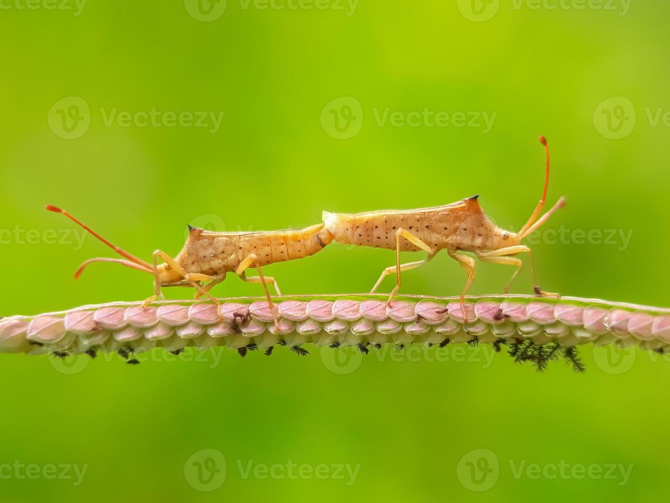 il parassita della coccinella ha un odore sgradevole di accoppiamento foto