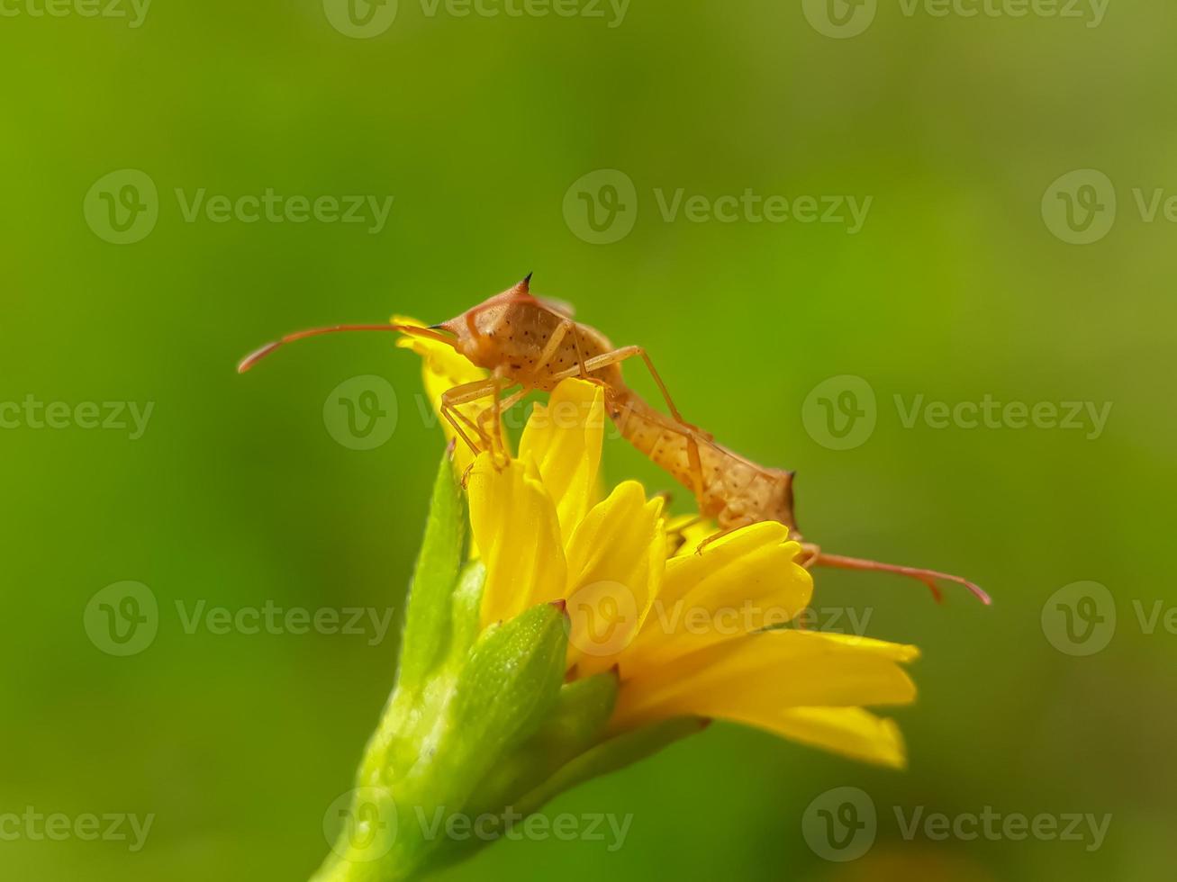 il parassita della coccinella ha un odore sgradevole di accoppiamento foto