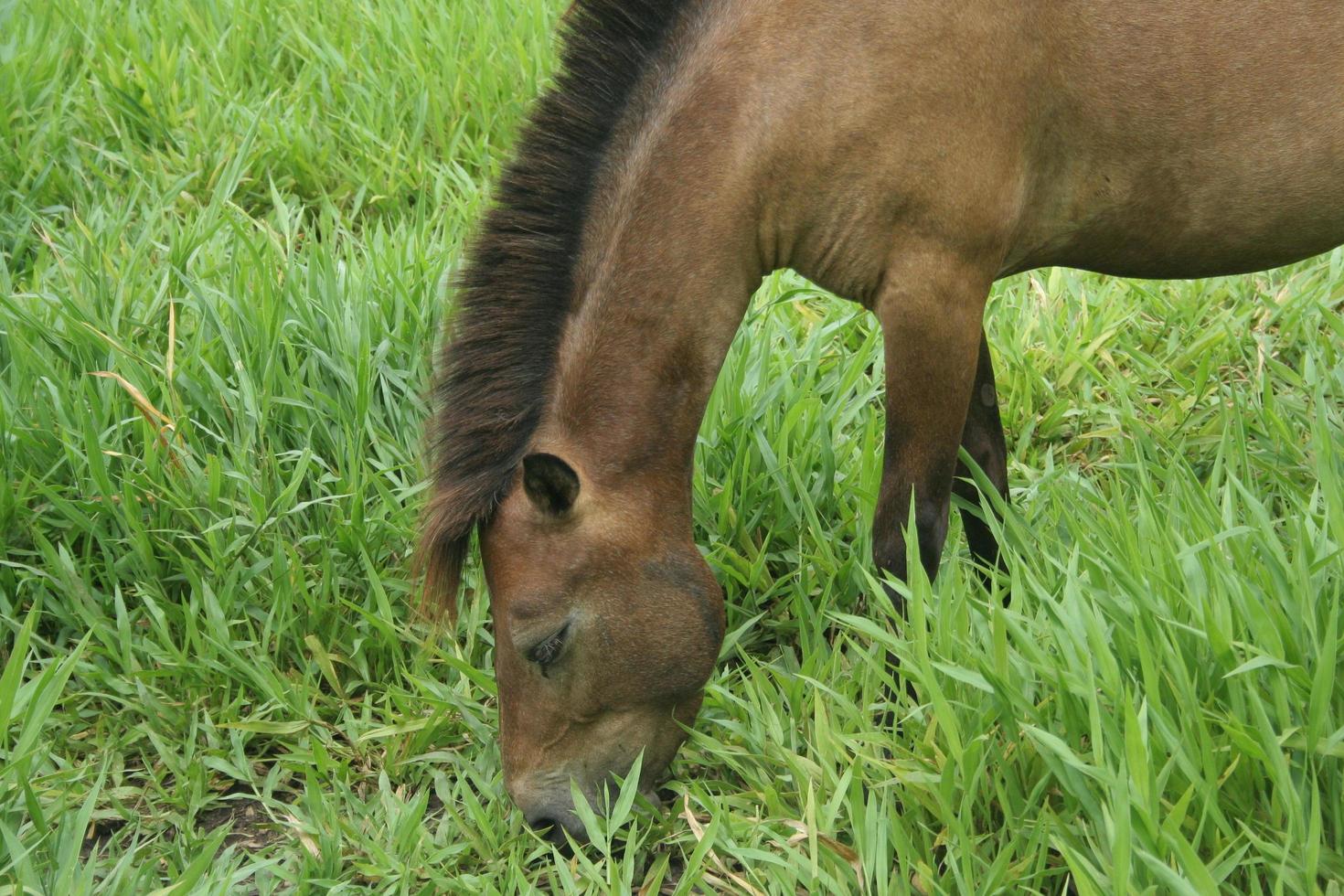 il cavallo marrone sta mangiando l'erba verde sulla terra nel campo. foto