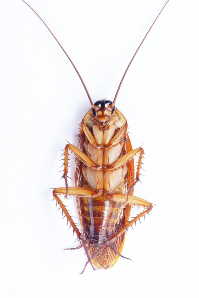 gli scarafaggi possono ribaltarsi foto