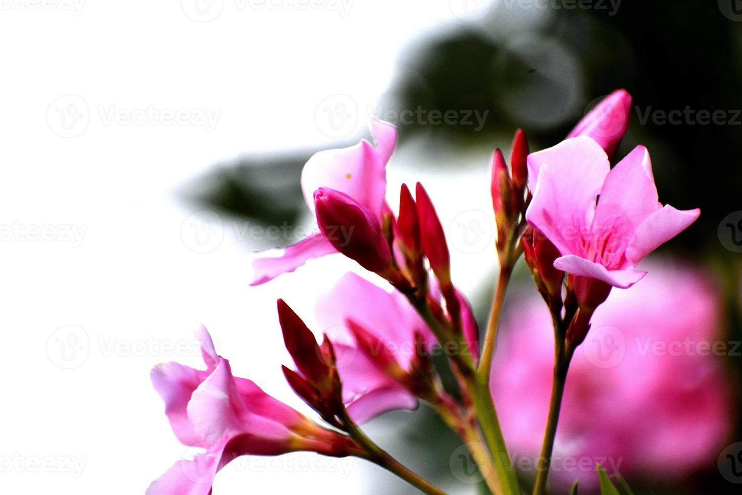 bellissimi fiori rosa e la sua pianta foto