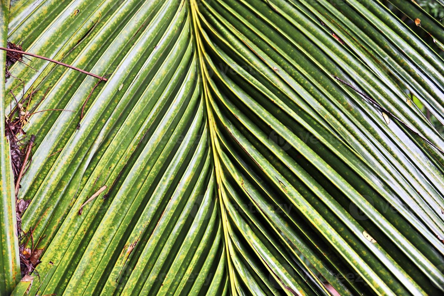 bellissime palme sulla spiaggia del paradiso tropicale isole seychelles. foto