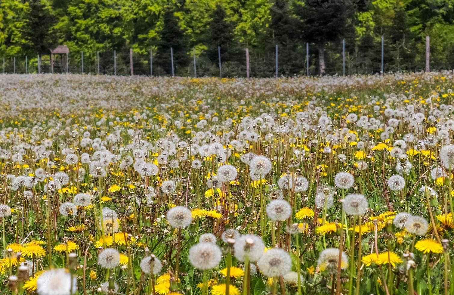 vista ravvicinata su un fiore blowball trovato su un prato verde pieno di denti di leone foto