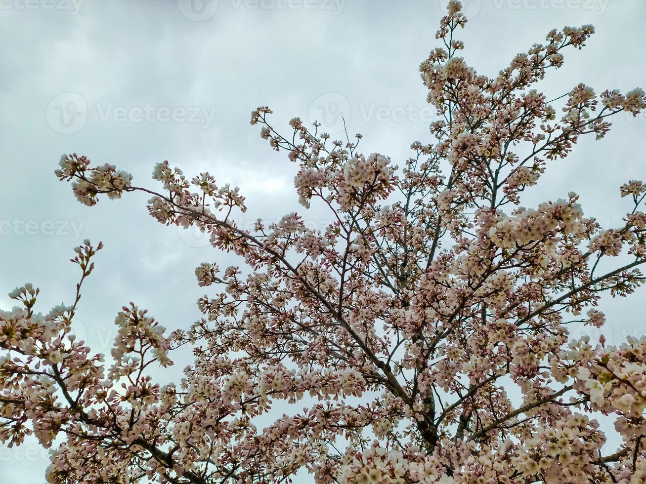 bellissimi ciliegi e meli in fiore durante la primavera con fiori colorati foto