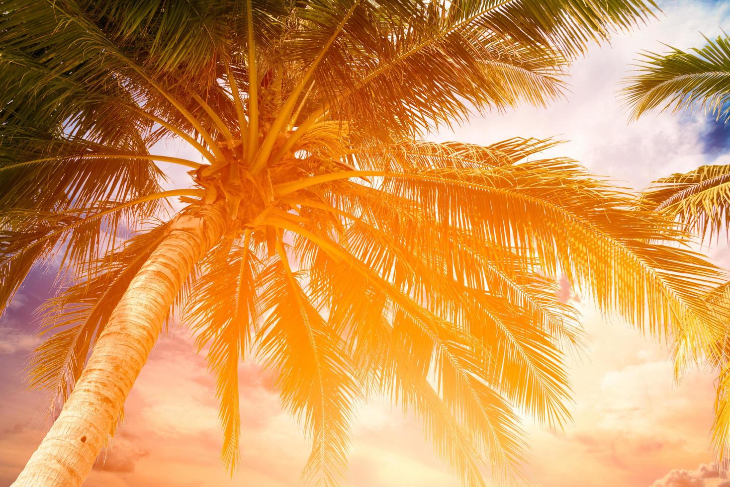 palma da cocco e cielo sulla spiaggia tropicale in estate, toni caldi foto