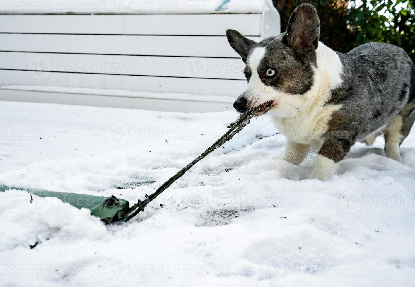 il cardigan corgi di razza canina gioca sulla neve sciolta primaverile foto