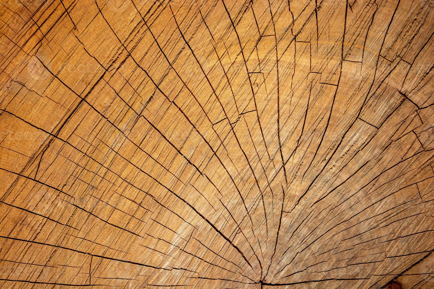 la struttura di un primo piano di un tronco di ciliegio. fondo in legno. foto