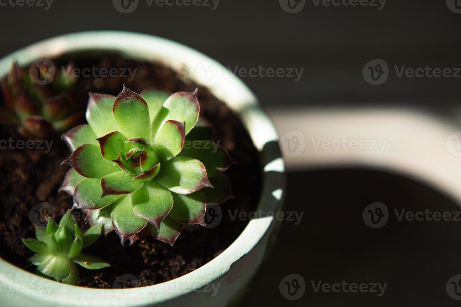 echeveria in una pentola in piena luce con ombre. una pianta da appartamento, una casa verde, una succulenta è simbolo di armonia. copia spazio. cura delle piante d'appartamento foto