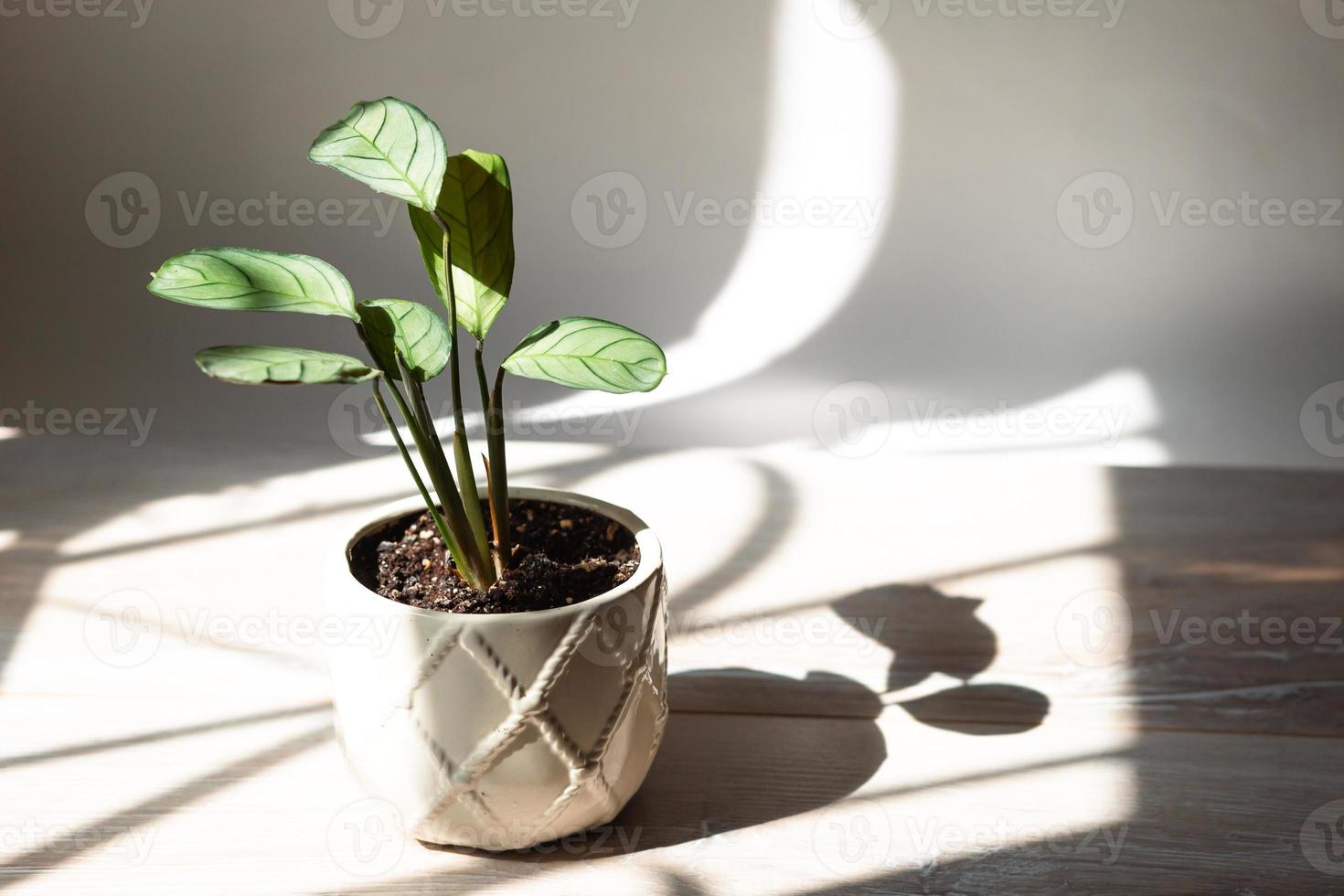 ctenanthe burle-marxii amagris, foglia di primo piano di menta calathea sul davanzale in condizioni di luce solare intensa con ombre. piante da appartamento in vaso, decorazioni per la casa verdi, cura e coltivazione foto