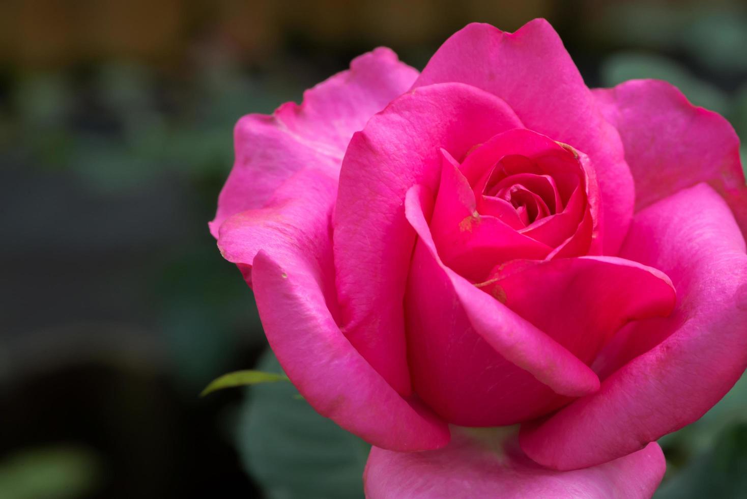 sfondo natura fiore san valentino rosa rosa foto