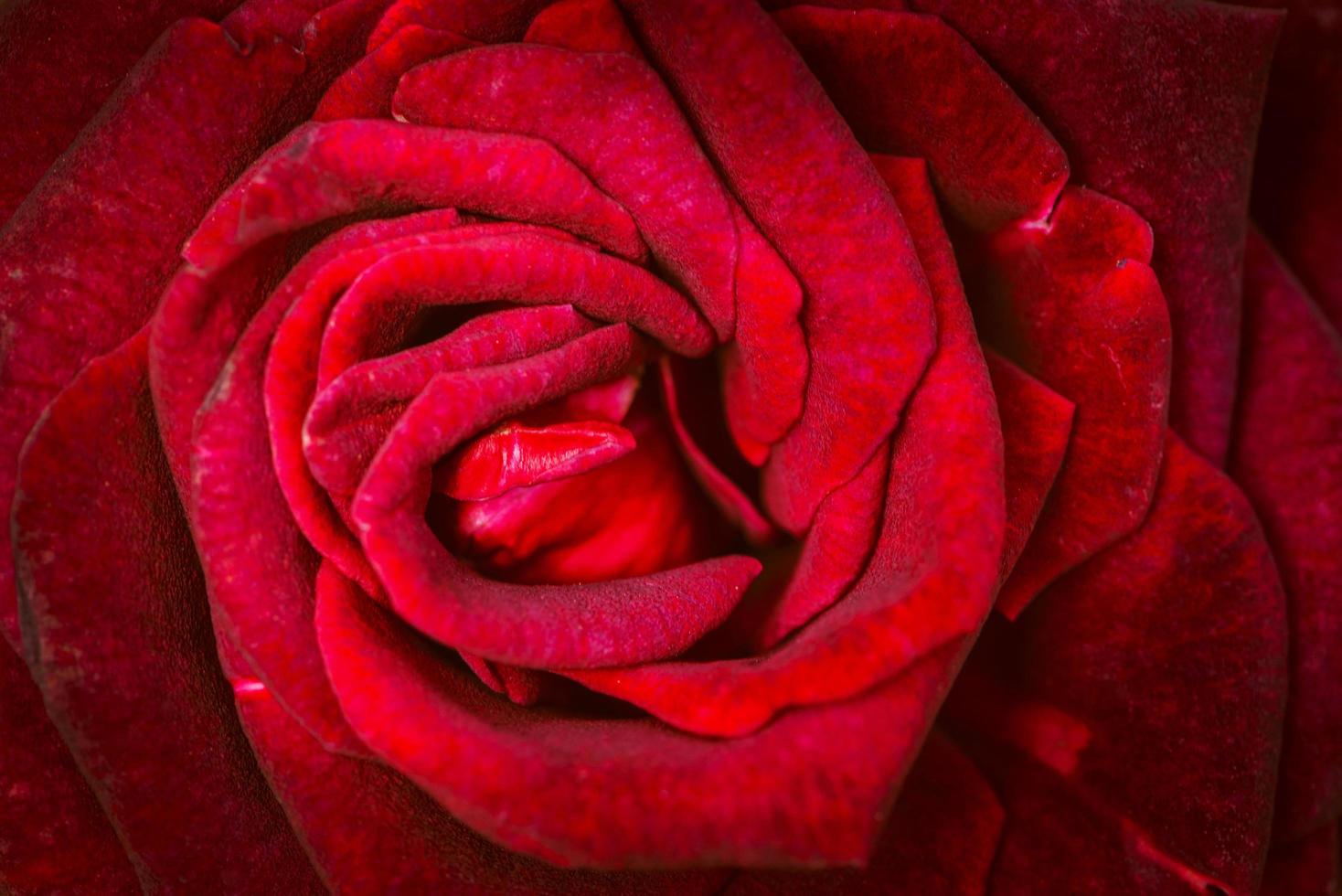 sfondo natura fiore san valentino rosa rossa foto