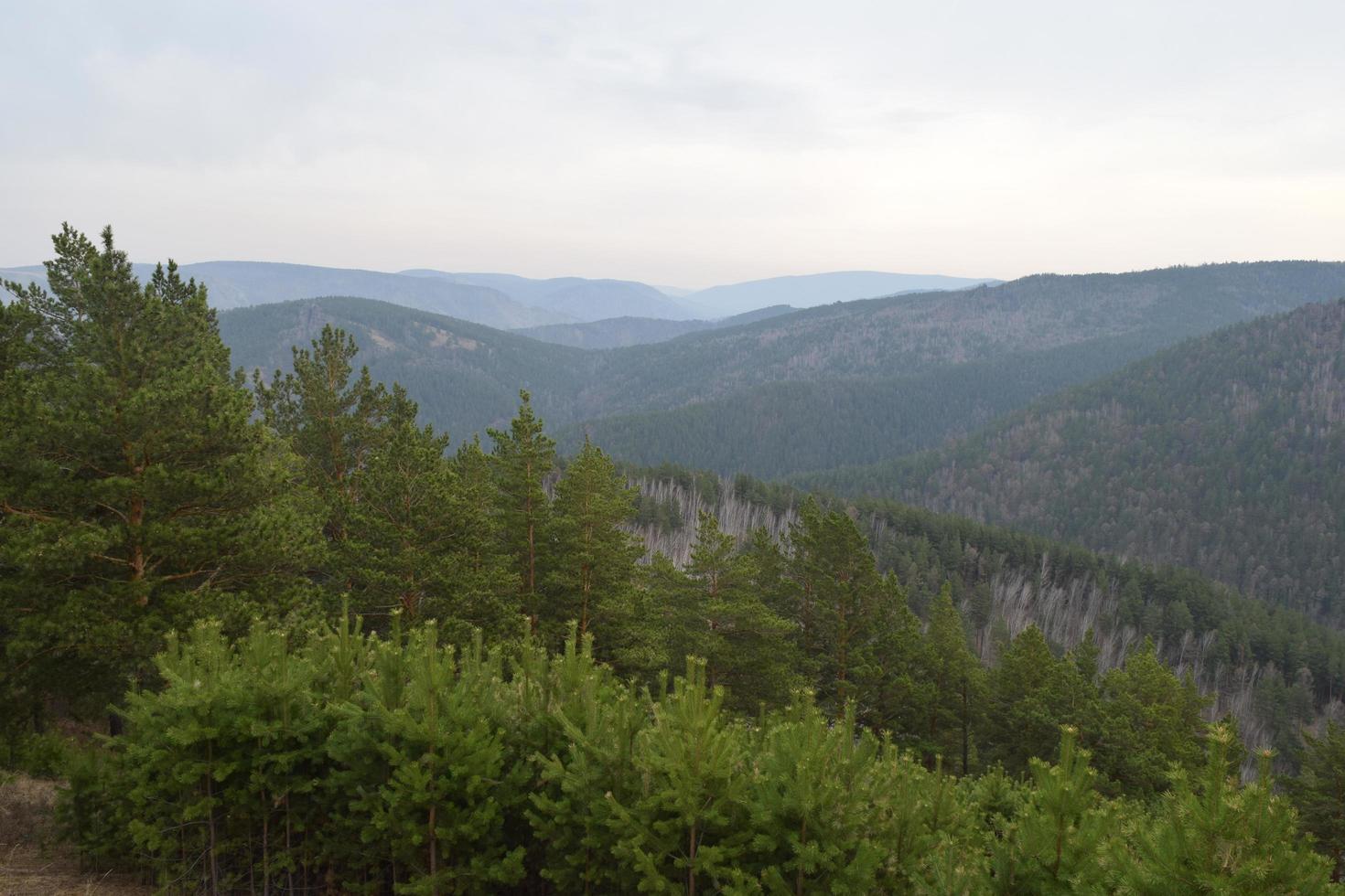 la natura della Siberia orientale. taiga. territorio di Krasnojarsk foto