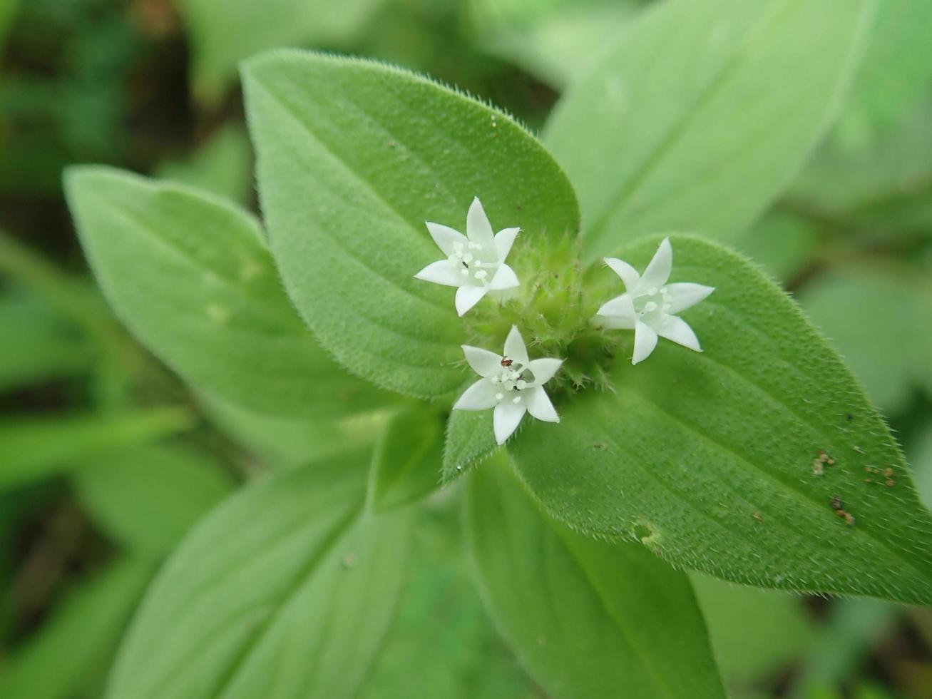 belle piante selvatiche verdi, spermacoce alata o borreria alata, il falso bottone alato, è una specie di pianta delle rubiaceae con sfondo sfocato. foto