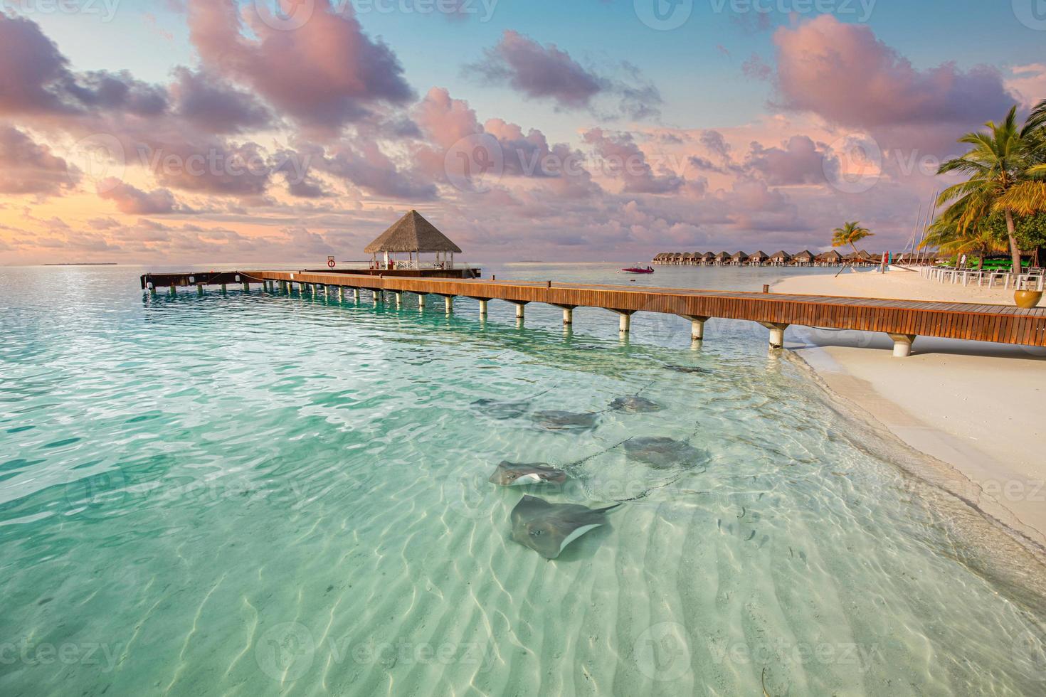 fantastica spiaggia al tramonto, fondali bassi con razze e squali nelle isole maldive. hotel resort di lusso, pontile in legno, villa sull'acqua, bungalow. viaggi incredibili, fauna selvatica del paesaggio delle vacanze foto