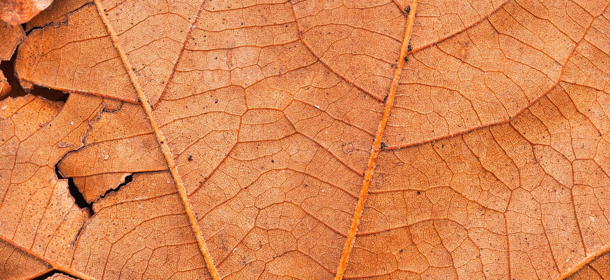struttura della foglia secca e sfondo della natura. superficie del modello di struttura naturale delle foglie marroni. foto