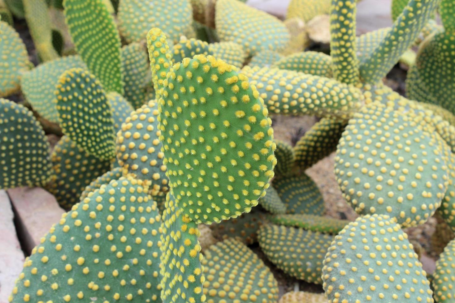 bellissimo cactus in giardino foto