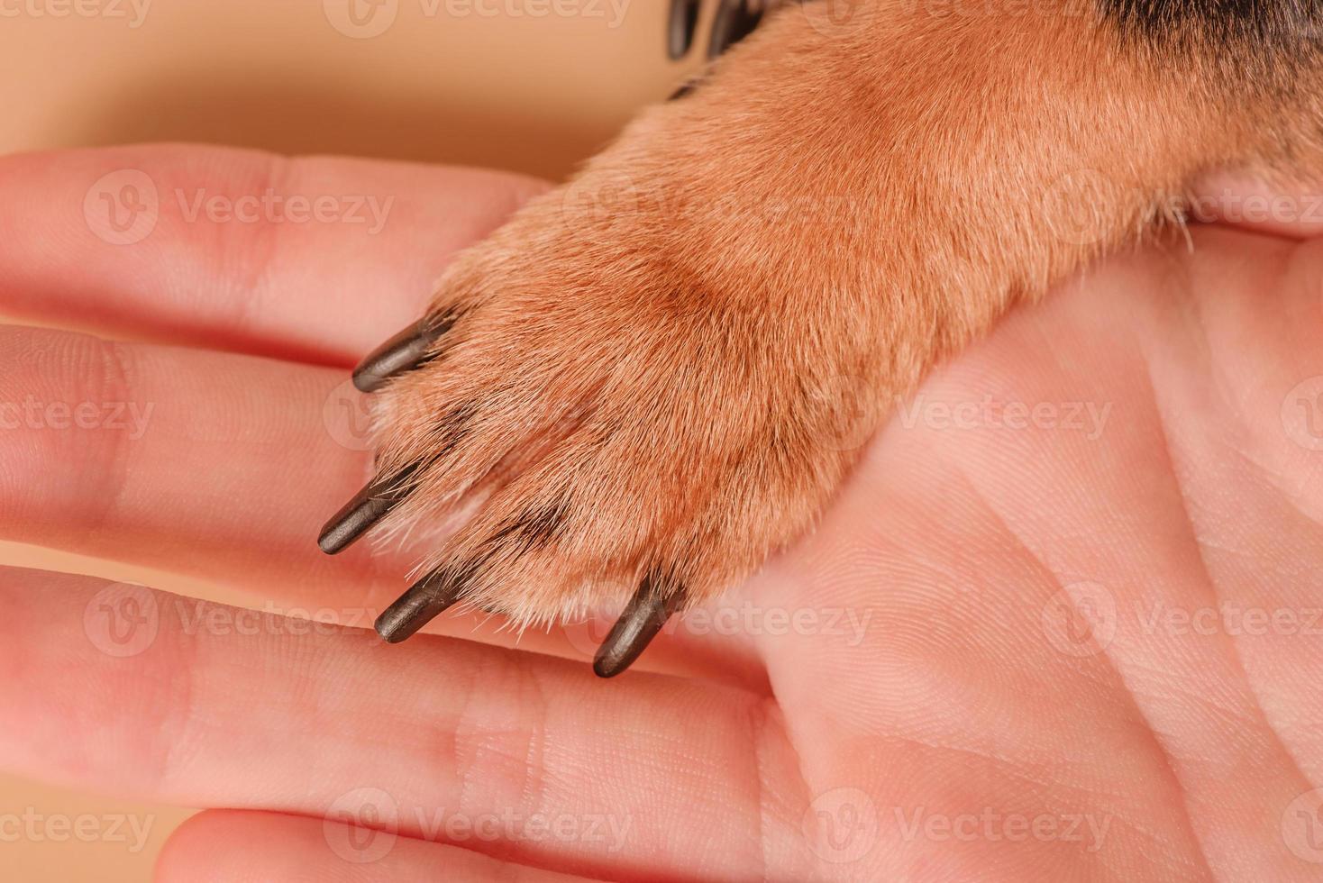 la zampa di un piccolo cane marrone poggia sul palmo. foto macro di zampe.