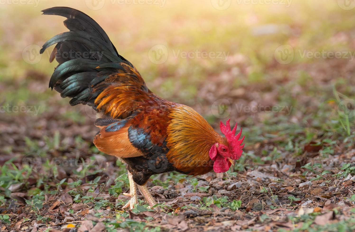 bantam maschio con bellissimi colori pollo bantam foto