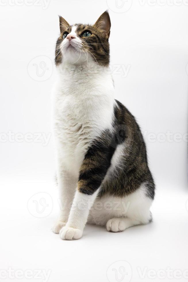 tabby simpatico gatto su sfondo bianco.tiro in studio, buono per il design o la pubblicità. foto