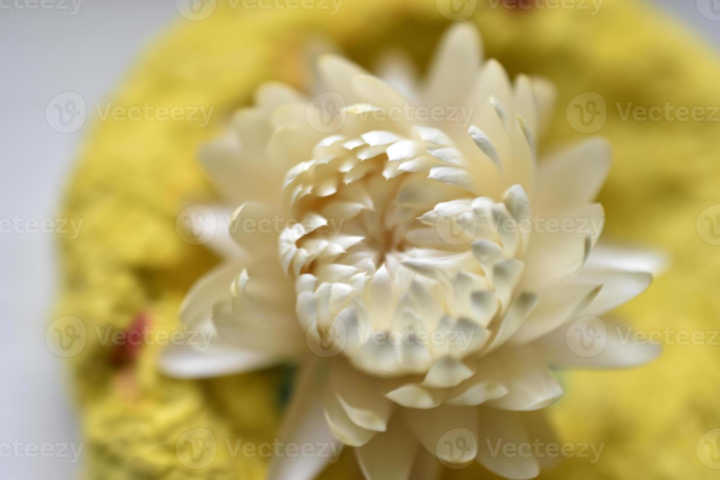 fiori secchi di astri gialli e rossi. erbario sul tavolo. foto