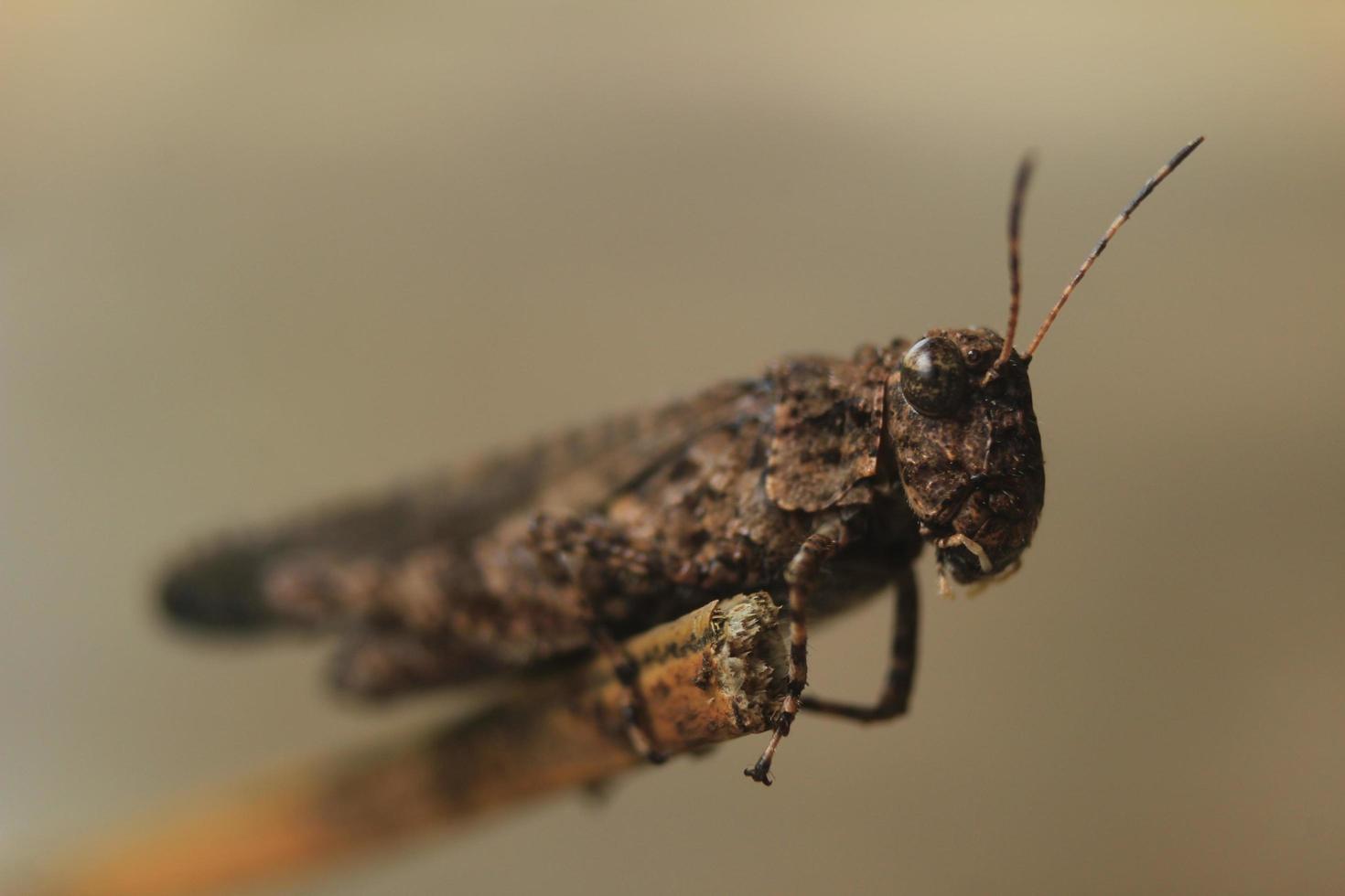 trimerotropis pallidipennis cavalletta su sfondo bokeh foto