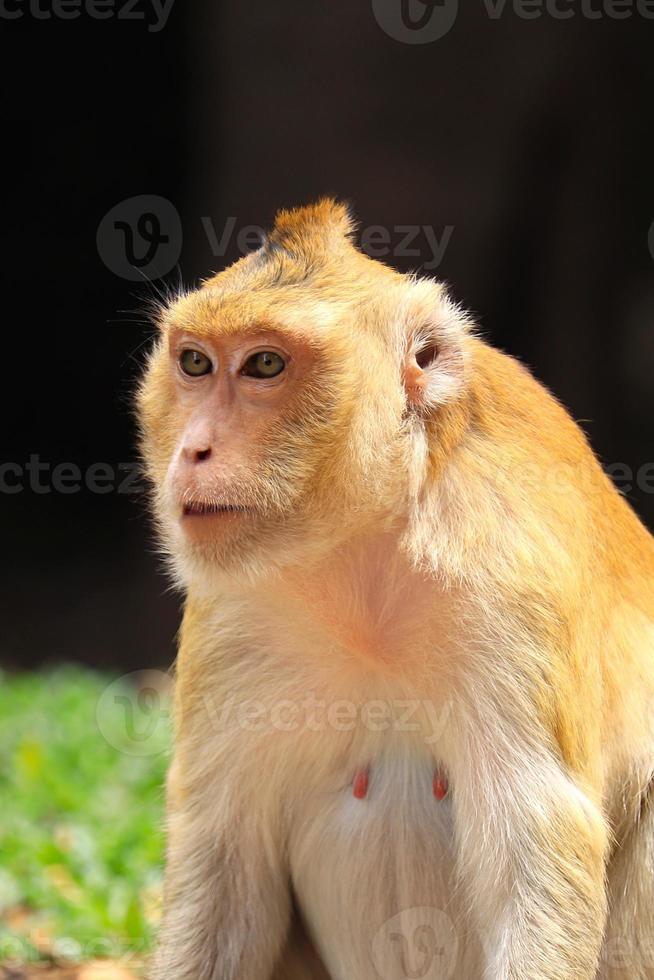 macaco scimmia d'oro foto