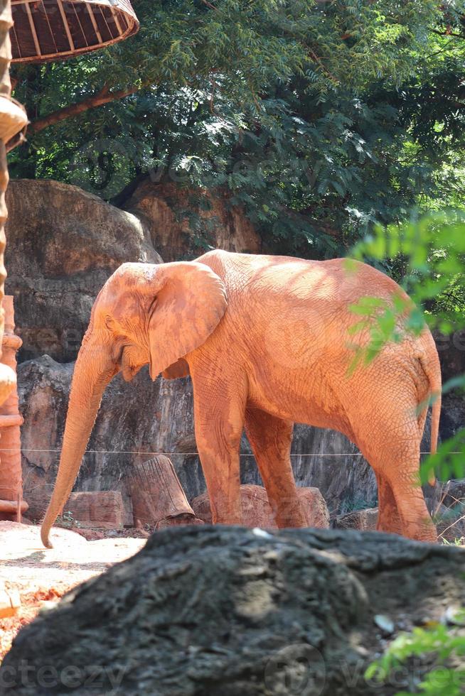 elefante animale safari fauna selvatica foto