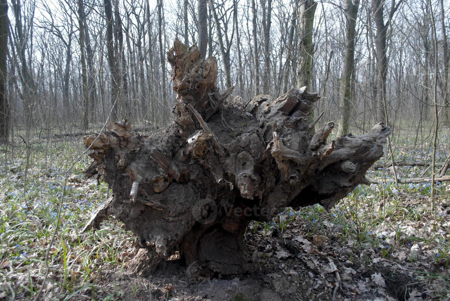 radice dell'albero strappata da terra foto