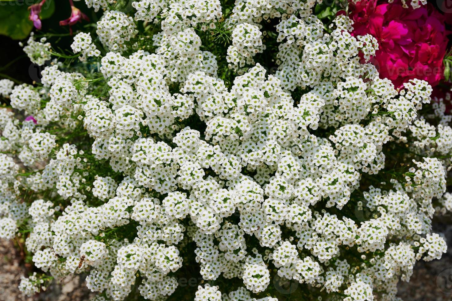 primo piano del fiore bianco di alyssum foto