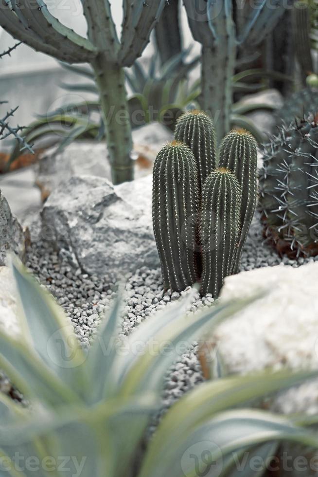 cactus vicino con sfocatura dello sfondo foto