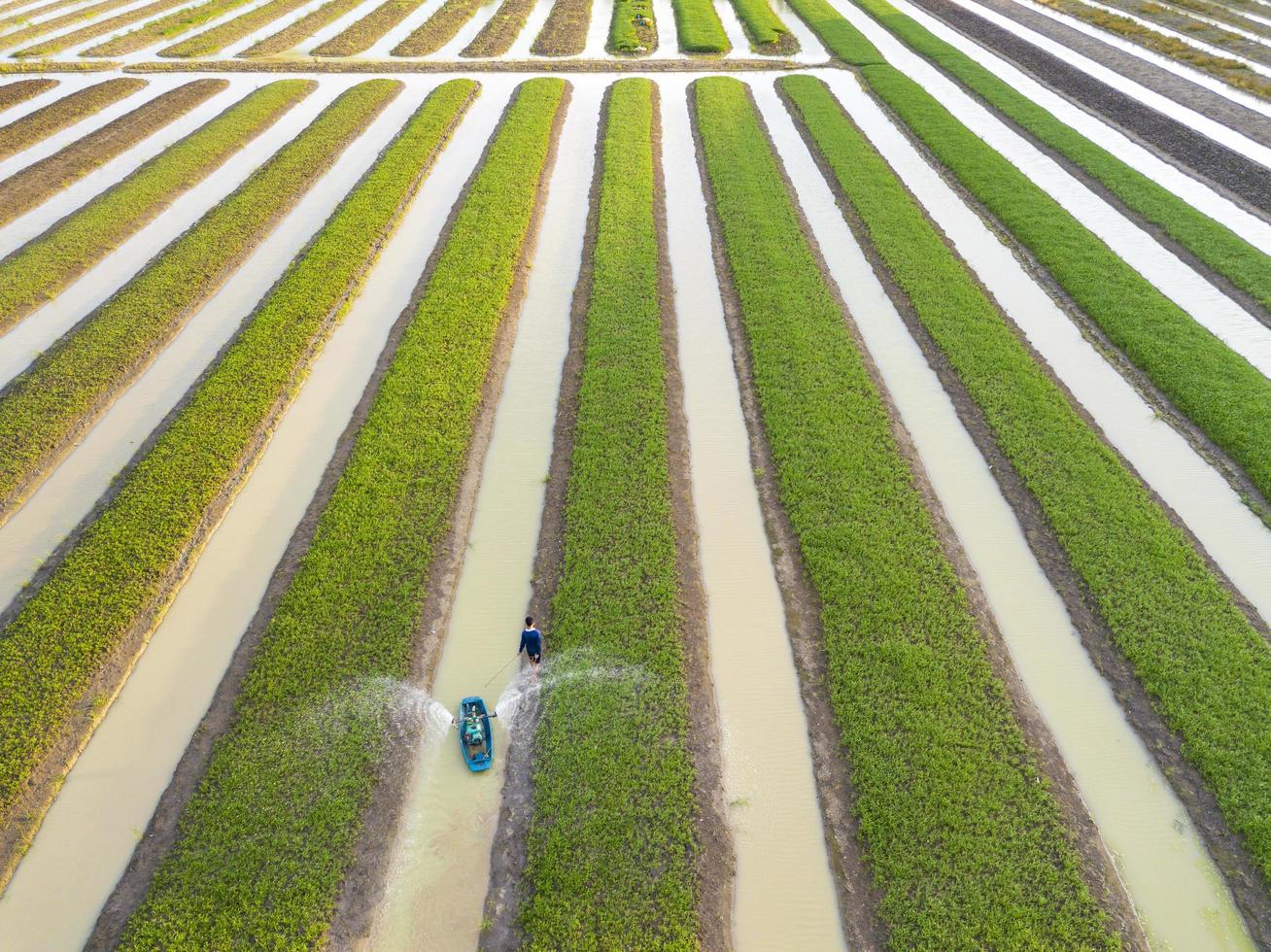 Vista aerea dall'alto degli agricoltori che innaffiano la verdura di spinaci utilizzando la macchina della barca nel giardino che piantato in fila lungo il fiume per scopi di uso agricolo foto